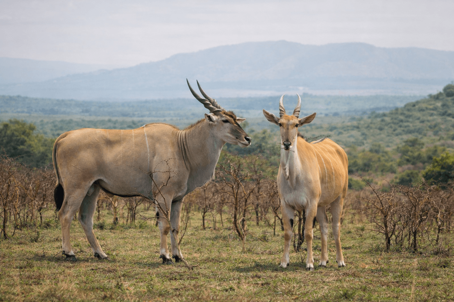 Image of antelopes in the wild taken from Lake Mburo National Park