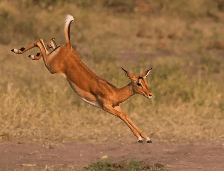 Image of a female impala rnunning