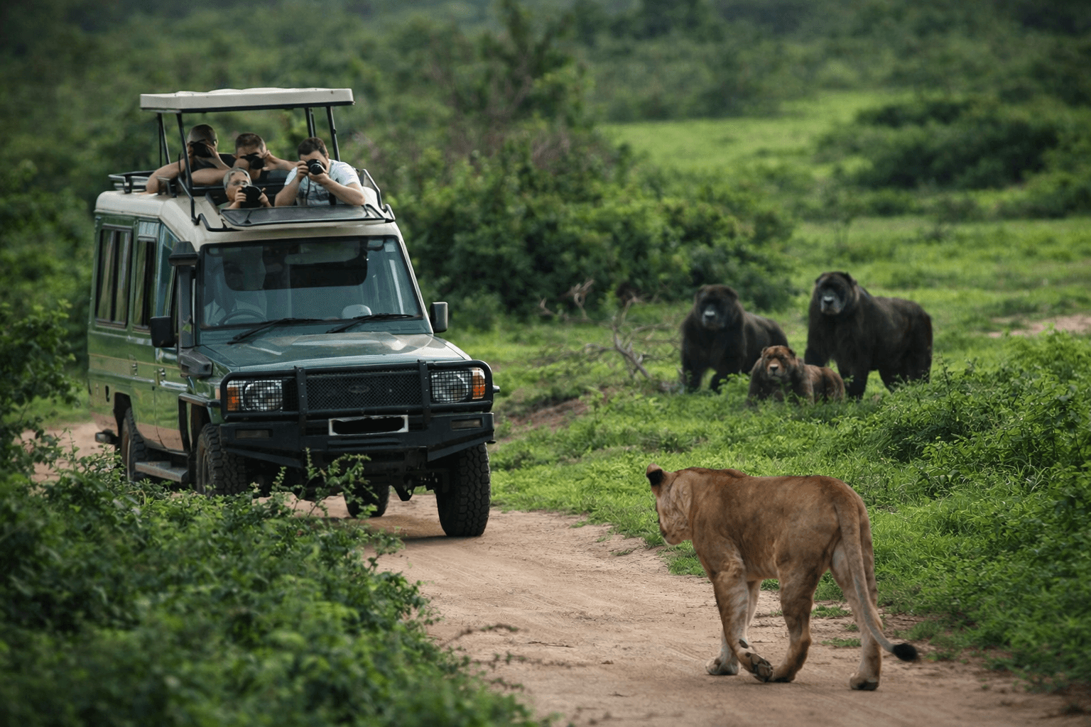 Image shwing tourists on in Queen Elizabeth national park taking images from a travel van