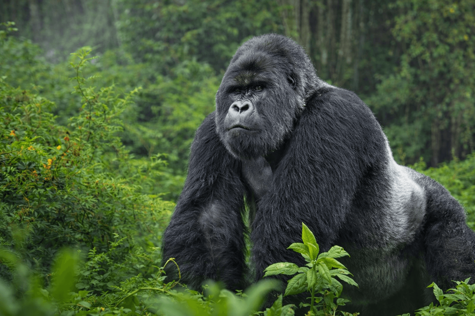 Image of a mountain gorilla in Bwindi Impenetrable National Park