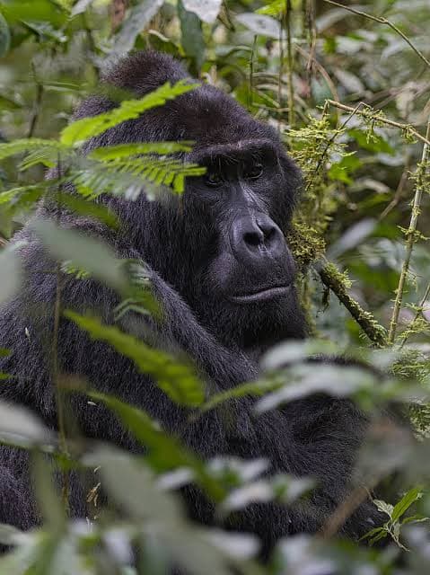3 Days Gorilla Trekking Safari image
