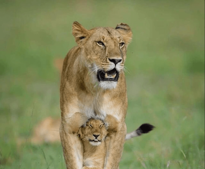 Safari vehicle in Queen Elizabeth National Park