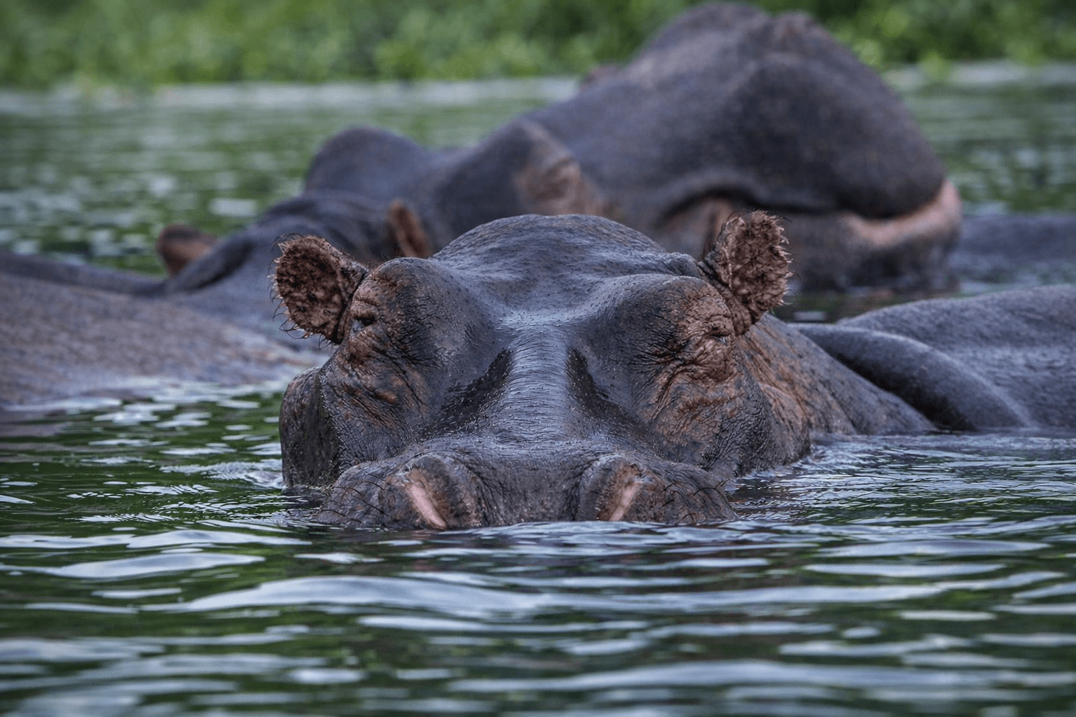 Panoramic view of Uganda’s landscapes and wildlife